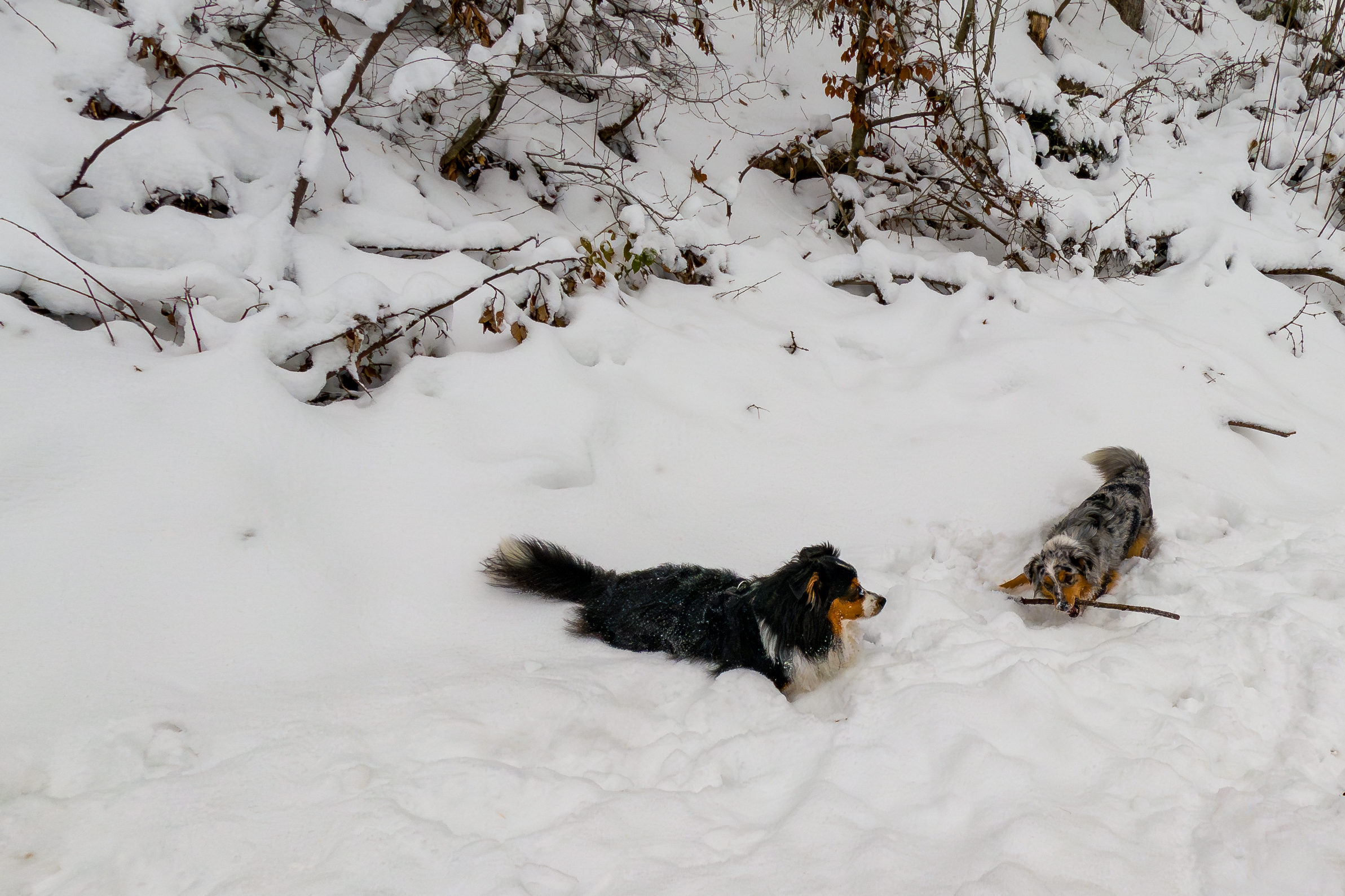 Mailo & Happy toben im Schnee