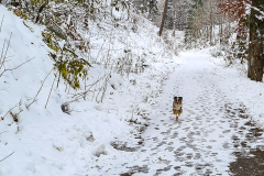 Happy im Schnee bei Goslar