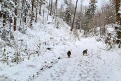 Mailo und Happy im Schnee bei Goslar