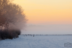 Rehe im Sonnenaufgang