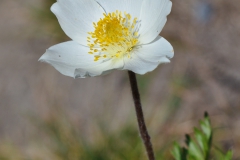 Bergblumen