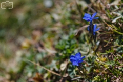 Bergblumen