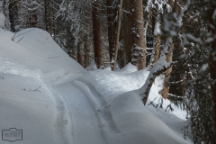 Schmaler Wanderweg durch den Wald