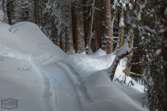 Schmaler Wanderweg durch den Wald