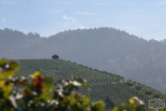 Gengenbacher Weinberge