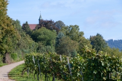 Wanderweg durch Gengenbacher Weinberge