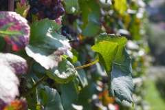 Gengenbacher Weinberge