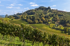 Wanderung durch die Gengenbacher Weinberge