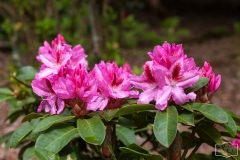 Ein Spaziergang durch den Hobbie Rhododendronpark bei Westerstede