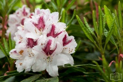 Ein Spaziergang durch den Hobbie Rhododendronpark bei Westerstede