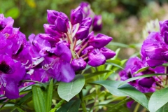 Ein Spaziergang durch den Hobbie Rhododendronpark bei Westerstede