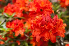 Ein Spaziergang durch den Hobbie Rhododendronpark bei Westerstede