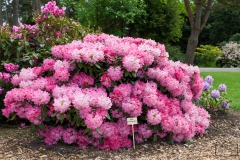 Ein Spaziergang durch den Hobbie Rhododendronpark bei Westerstede