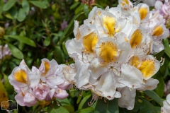 Ein Spaziergang durch den Hobbie Rhododendronpark bei Westerstede