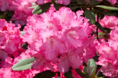 Ein Spaziergang durch den Hobbie Rhododendronpark bei Westerstede