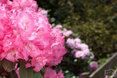 Ein Spaziergang durch den Hobbie Rhododendronpark bei Westerstede