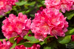 Ein Spaziergang durch den Hobbie Rhododendronpark bei Westerstede