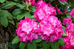 Ein Spaziergang durch den Hobbie Rhododendronpark bei Westerstede