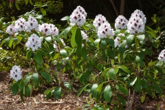 Ein Spaziergang durch den Hobbie Rhododendronpark bei Westerstede