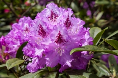 Ein Spaziergang durch den Hobbie Rhododendronpark bei Westerstede