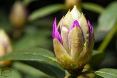 Ein Spaziergang durch den Hobbie Rhododendronpark bei Westerstede