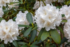 Ein Spaziergang durch den Hobbie Rhododendronpark bei Westerstede