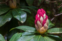 Ein Spaziergang durch den Hobbie Rhododendronpark bei Westerstede