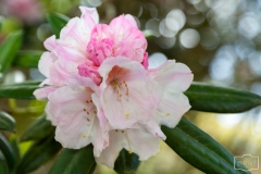 Ein Spaziergang durch den Hobbie Rhododendronpark bei Westerstede