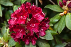 Ein Spaziergang durch den Hobbie Rhododendronpark bei Westerstede