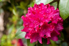 Ein Spaziergang durch den Hobbie Rhododendronpark bei Westerstede