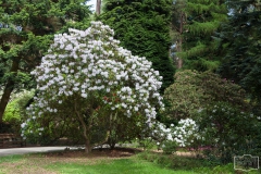 Ein Spaziergang durch den Hobbie Rhododendronpark bei Westerstede