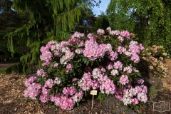 Ein Spaziergang durch den Hobbie Rhododendronpark bei Westerstede