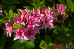 Ein Spaziergang durch den Hobbie Rhododendronpark bei Westerstede