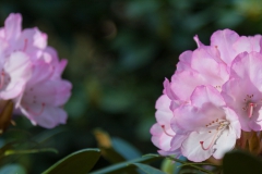 Ein Spaziergang durch den Hobbie Rhododendronpark bei Westerstede