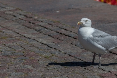 Möwe in Husum