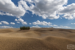 Zypresseninsel im Val d'Orcia