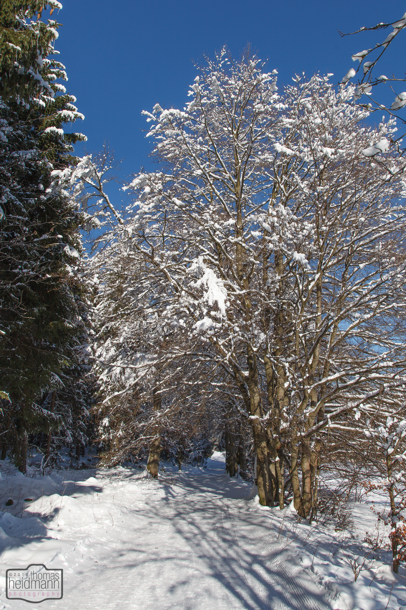 Winterlandschaft bei Braunlage im Harz