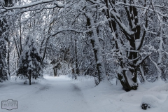 Winterwanderweg bei Braunlage im Harz