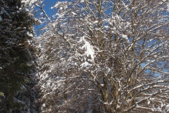 Winterlandschaft bei Braunlage im Harz