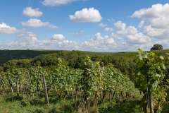 Weinberge in Franken bei Volkach am Main