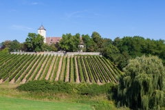 Weinberge in Franken bei Volkach