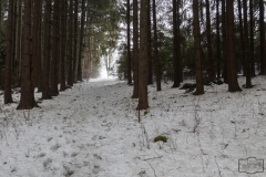 Wanderung auf dem kahlem Asten im Nebel