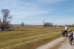 Elbauen bei Wittenberge