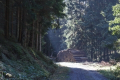 Wanderung in Altenau