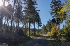 Wanderweg durch den Oberharz