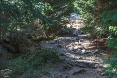 Steiniger Heinrich-Heine-Weg - "Viele Steine,  müde Beine,  Aussicht keine",  Heinrich Heine