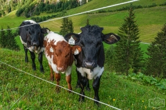 Umgebung von Hüttschlag-Stockham