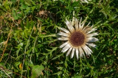 Wanderung auf dem Grat der Nagelfluhkette - Silberdistel