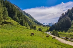 Blick auf den Großvenediger im Obersulzbachtal