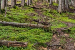 Wurzelweg im Wald